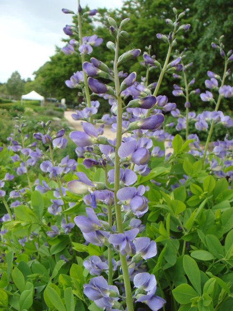 Baptisia australis fleur